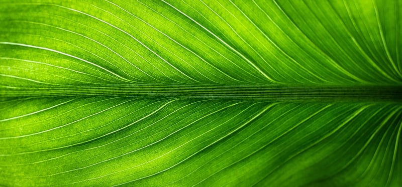 Indoor plant